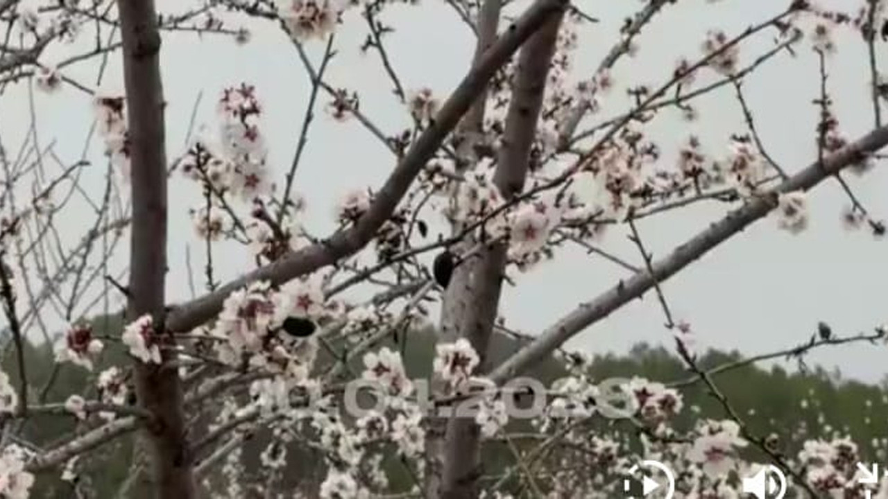 Bilecik’te Tarım ve Orman Müdürlüğü, Üreticileri Don Tehlikesine Karşı Koruyor